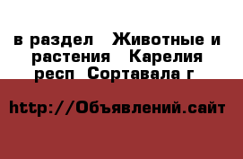  в раздел : Животные и растения . Карелия респ.,Сортавала г.